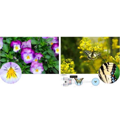 Бінокль Pentax UP 8.5x21 Papilio II (62002) Бінокль Pentax UP 8.5x21 Papilio II (62002)