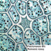 Микроскоп Bresser Science TRM-301 40x-1000x Phase Contrast